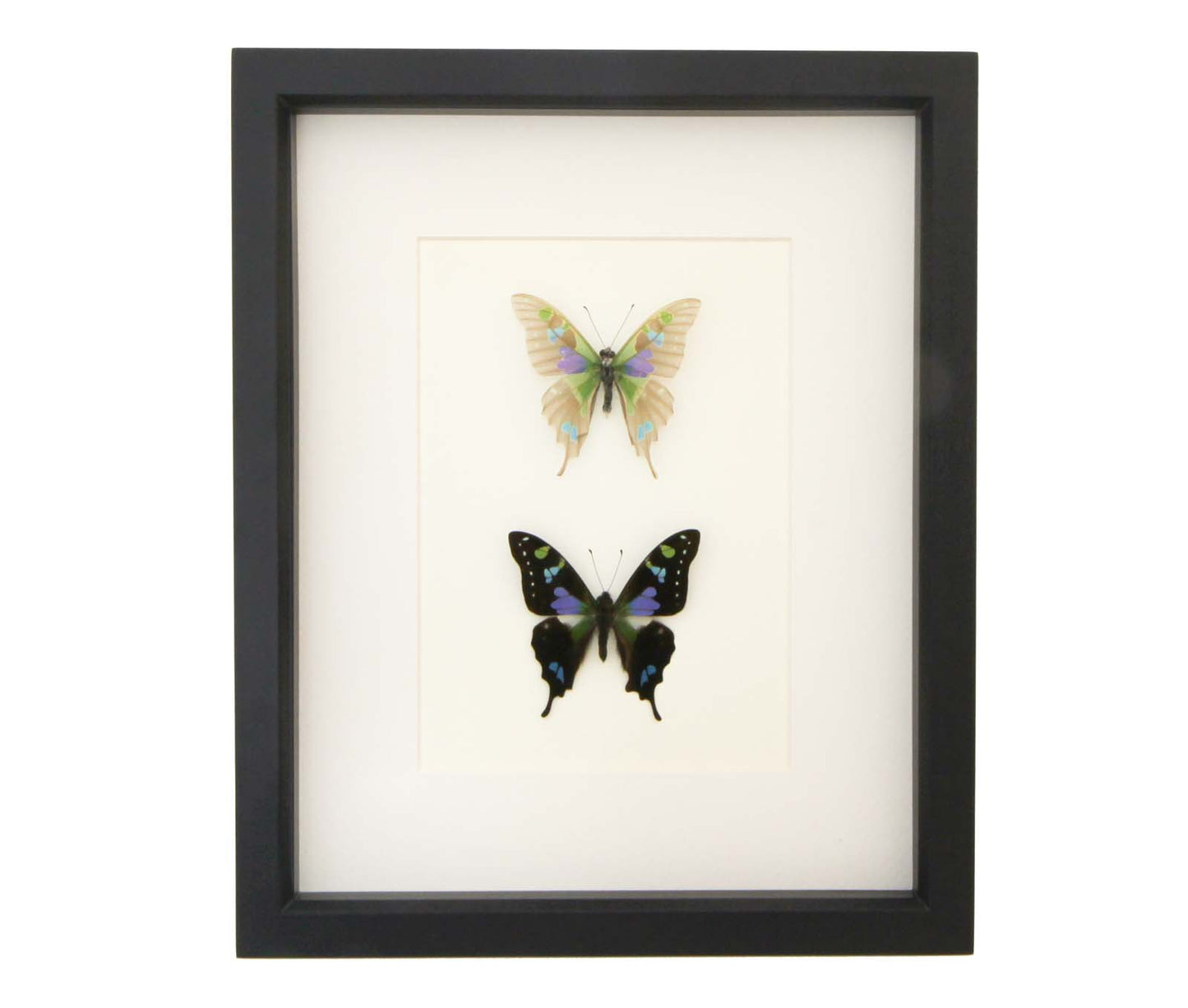 skeletonized purple mountain swallowtail pair