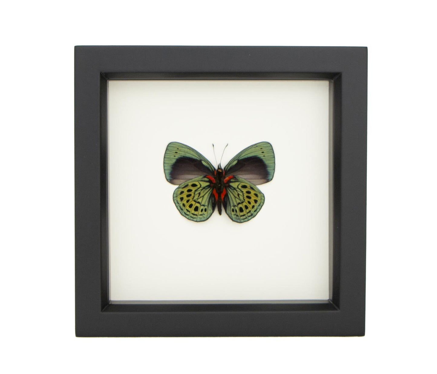 a charles darwin butterfly artwork