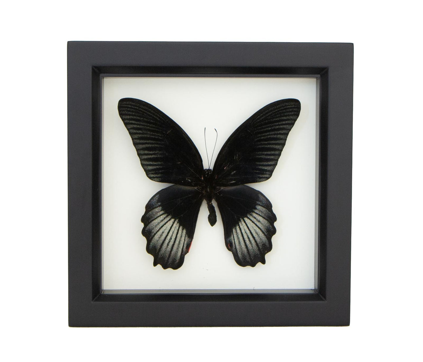 scarlet mormon butterfly