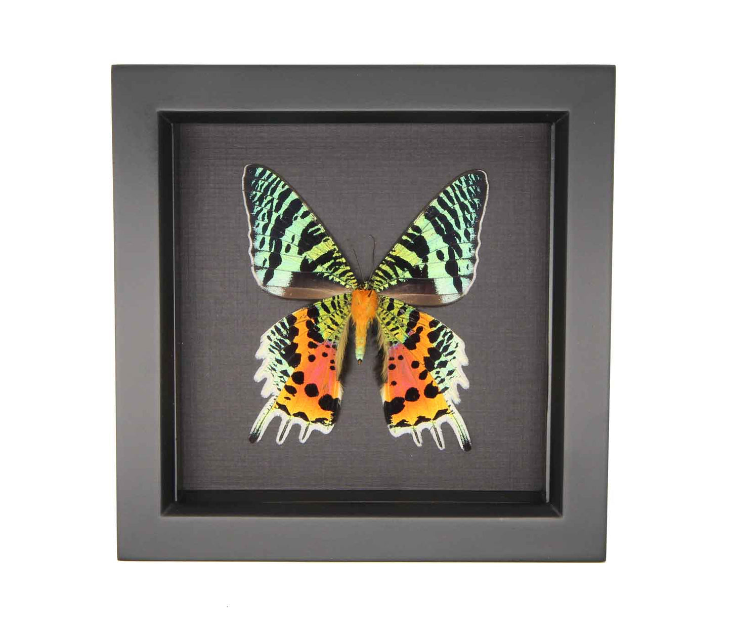 madagascar sunset moth (black background)
