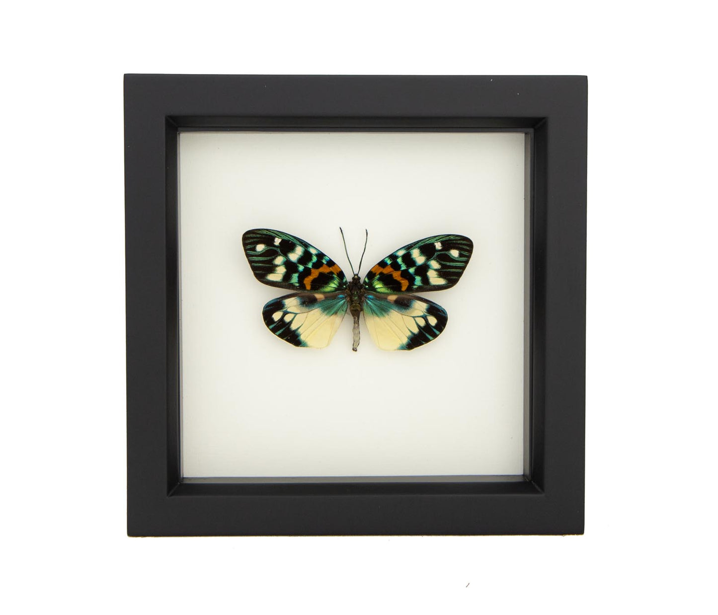 erasmia moth
