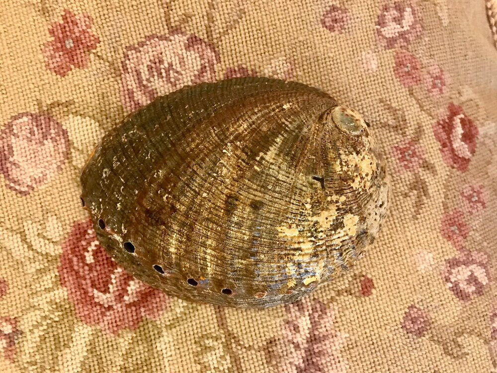 abalone shell