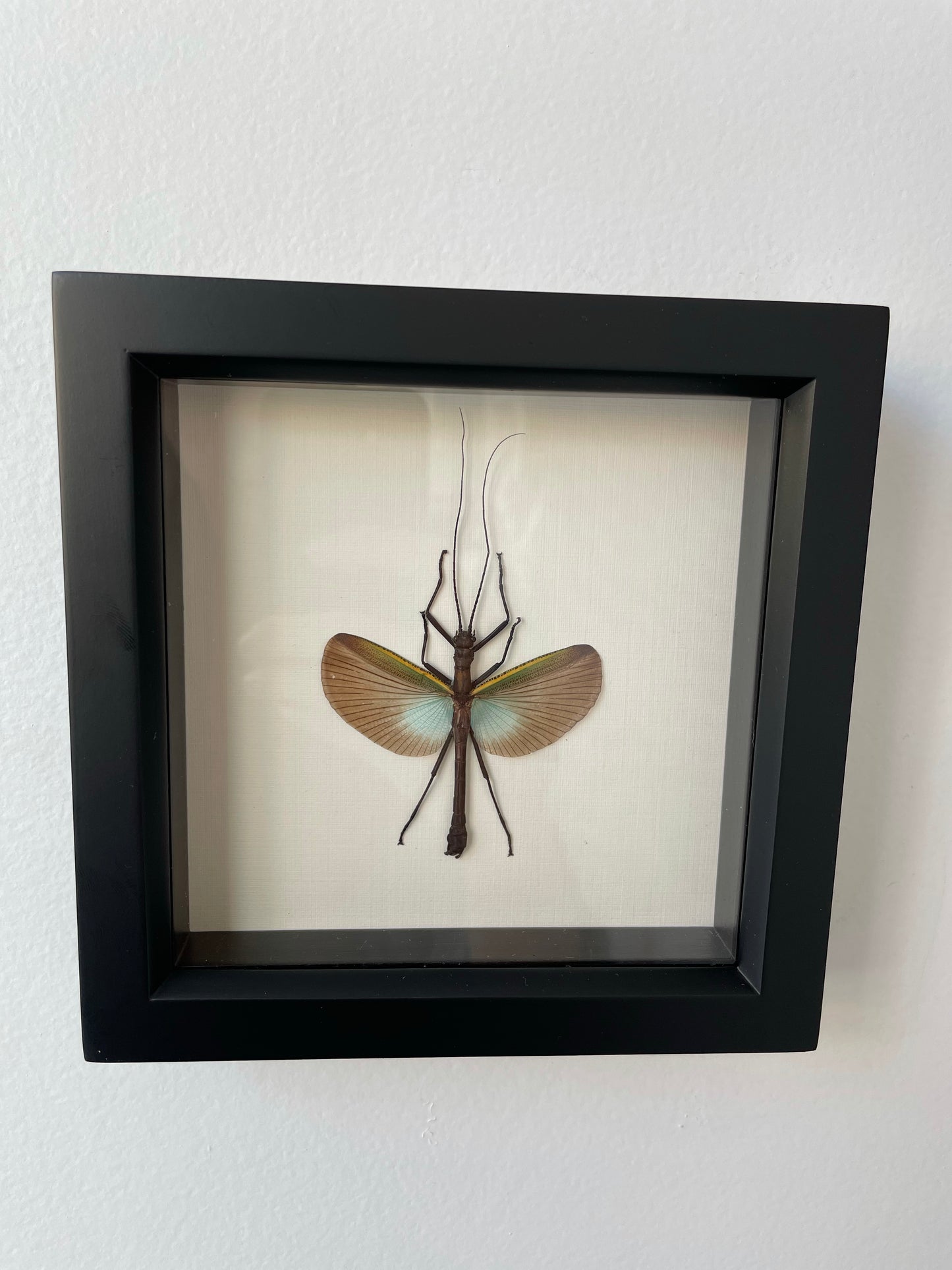 walking stick superba