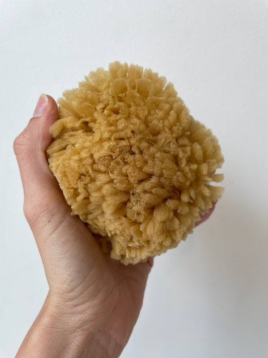 sea sponge loofah