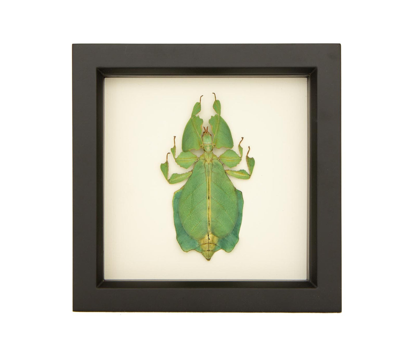 grays leaf mimic walking leaf