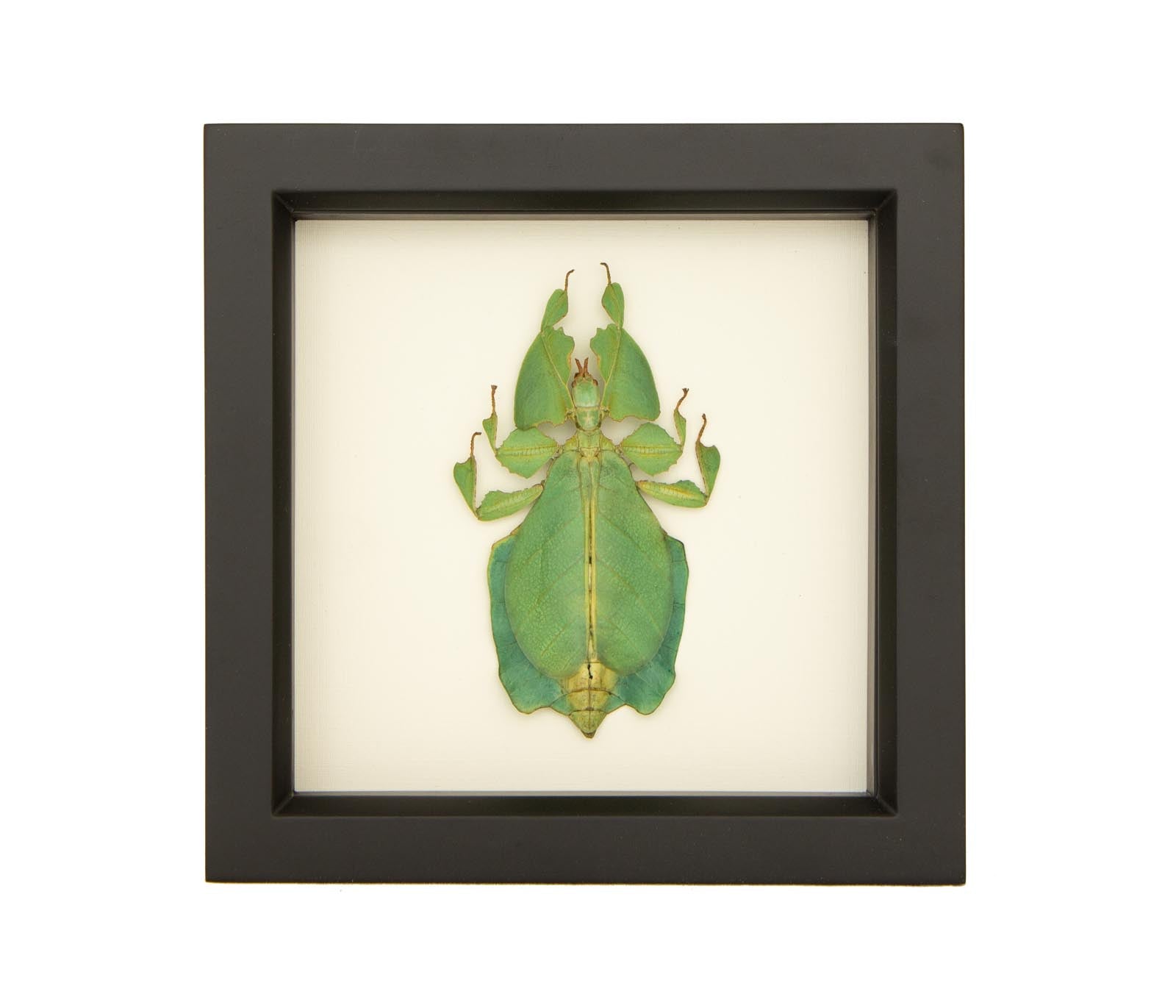 grays leaf mimic walking leaf