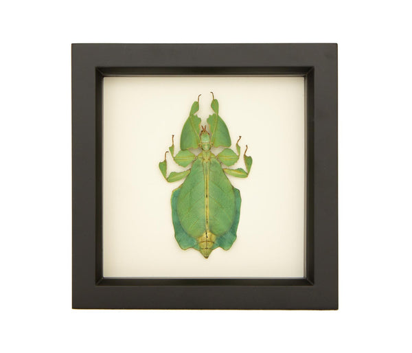 grays leaf mimic walking leaf