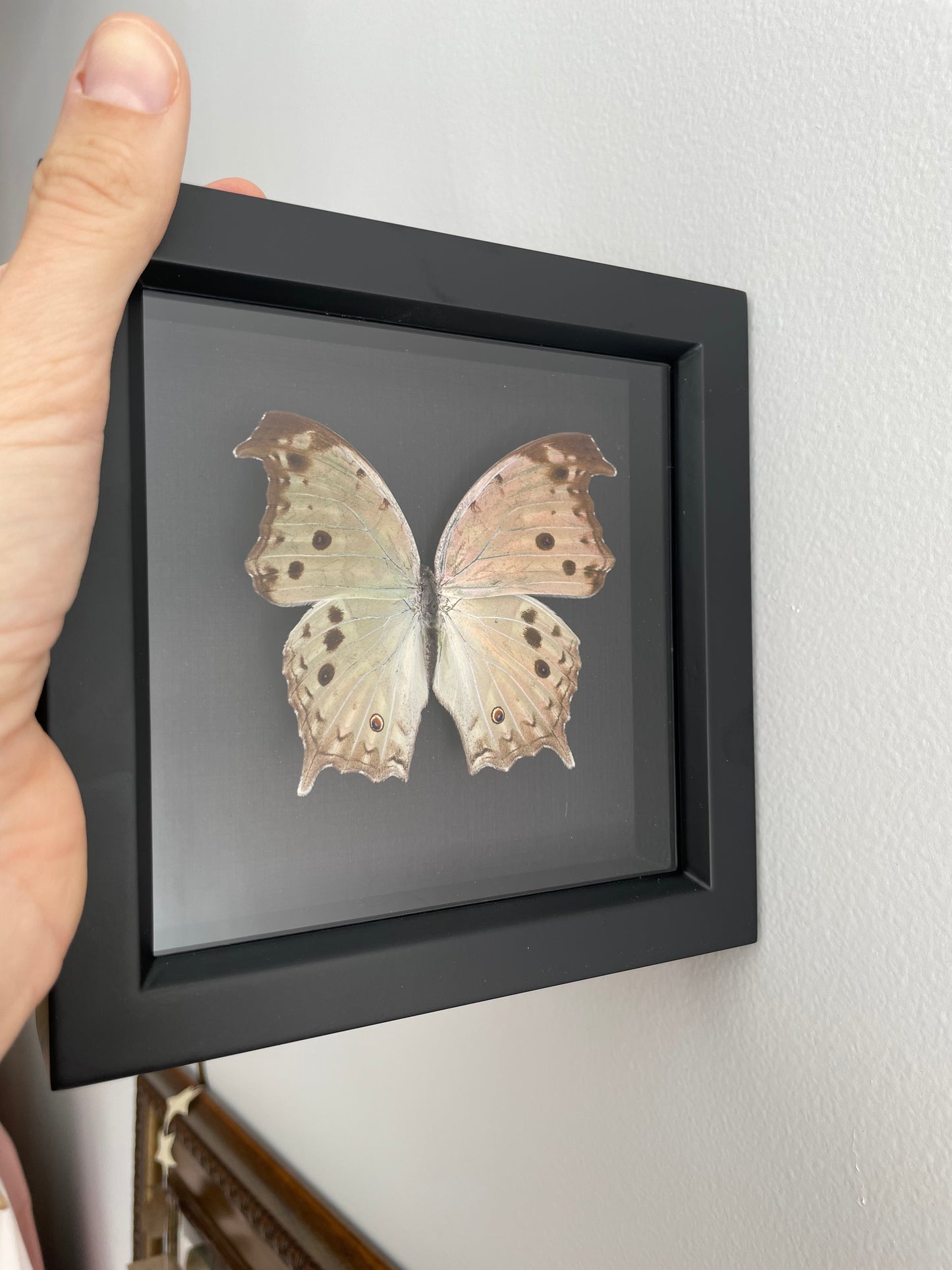 a mother of pearl butterfly (black background) artwork