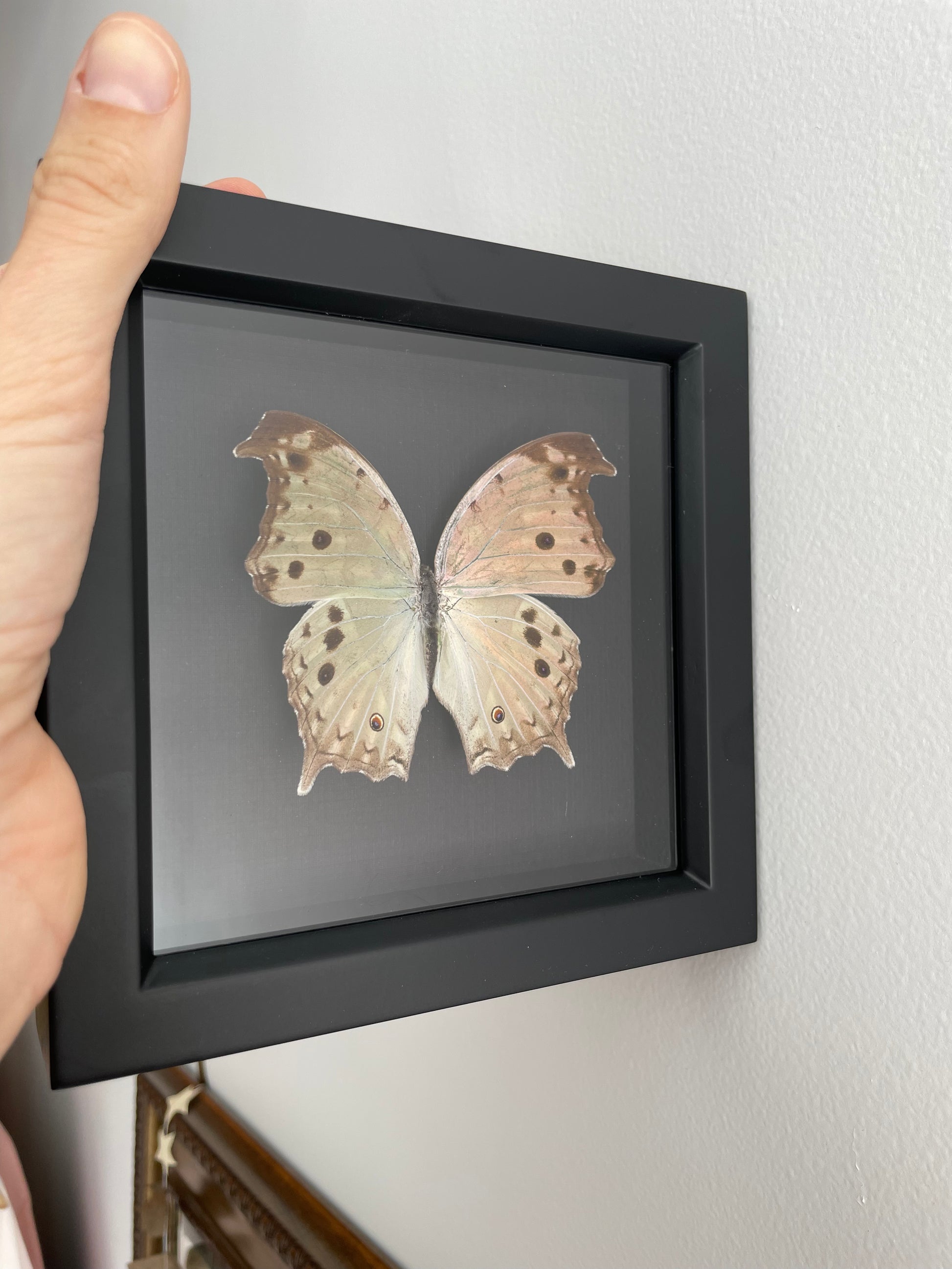 a mother of pearl butterfly (black background) artwork