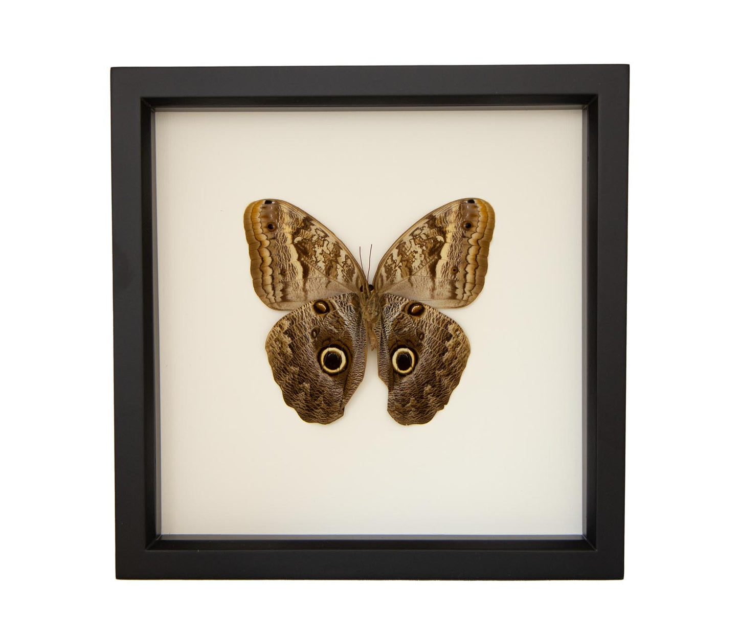 owl butterfly