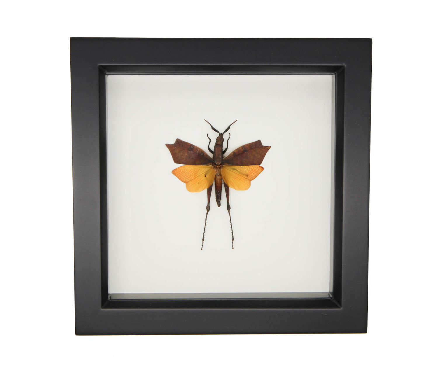 a leaf wing grasshopper artwork