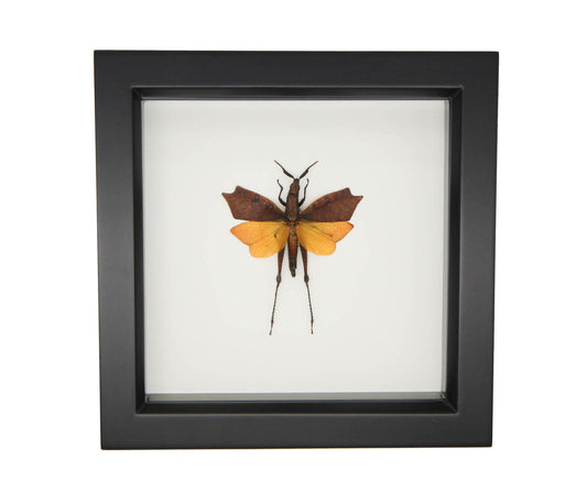 leaf wing grasshopper