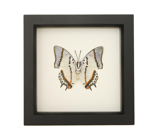 shan nawab butterfly