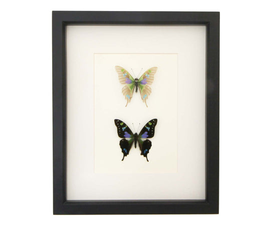 skeletonized purple mountain swallowtail pair