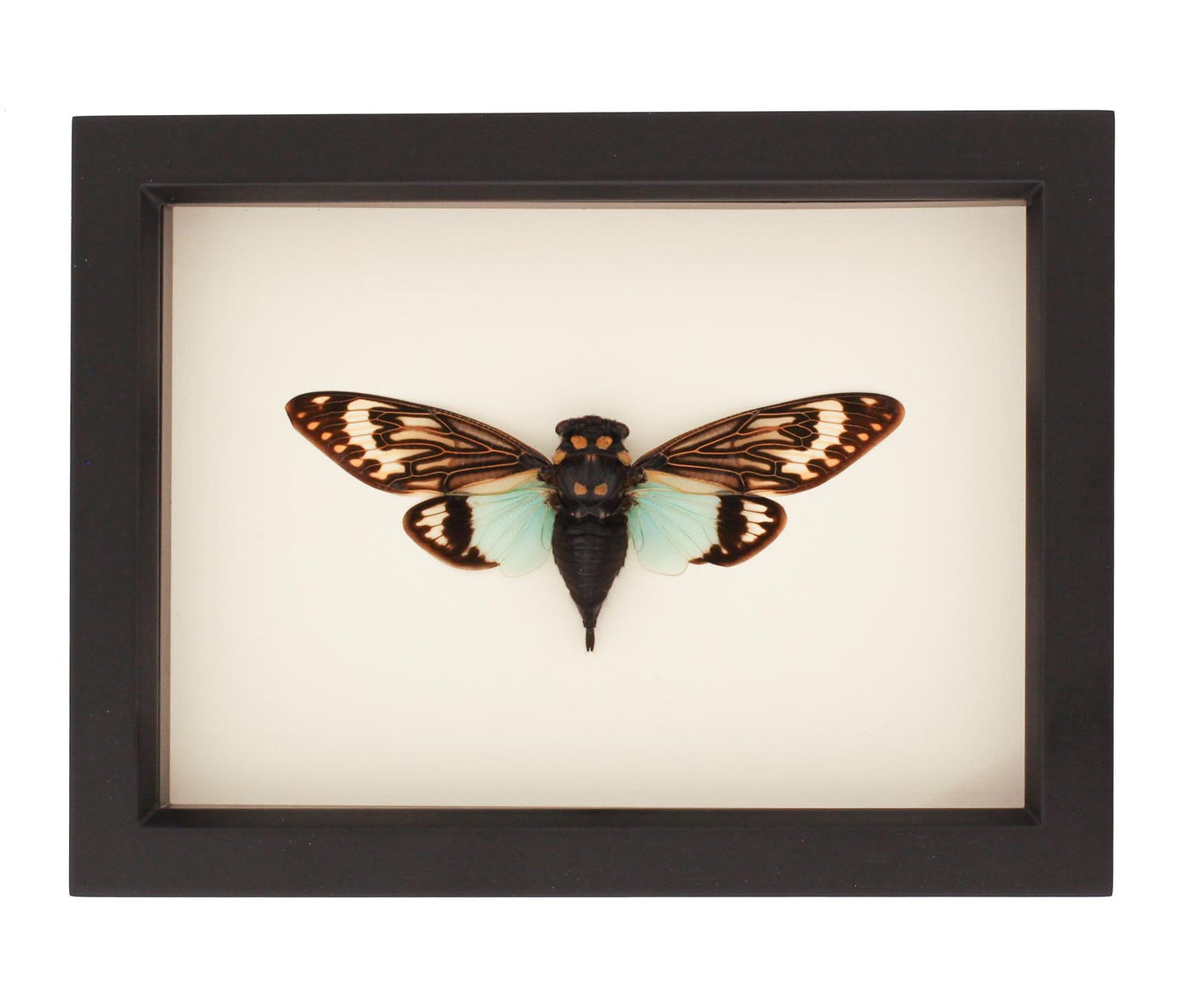 a green cicada artwork