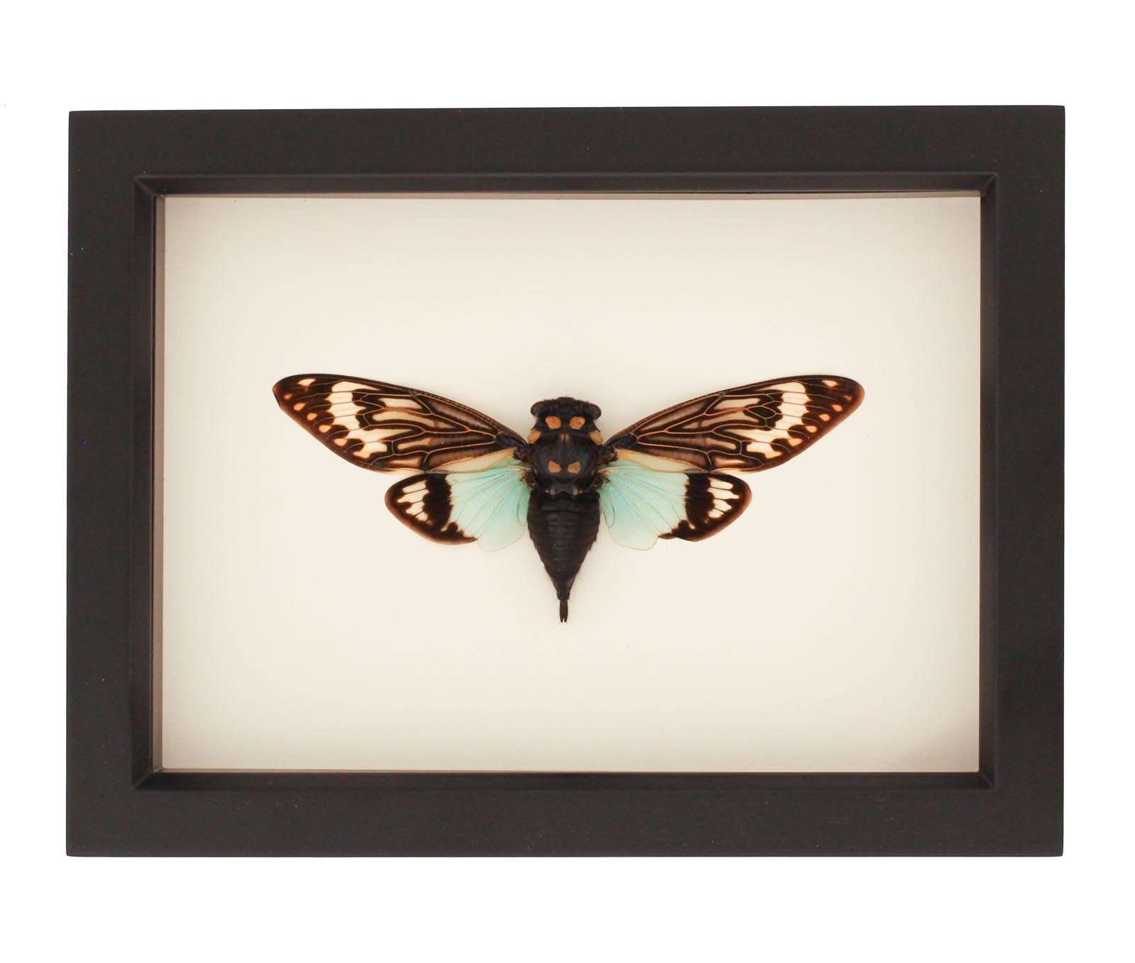 a green cicada artwork