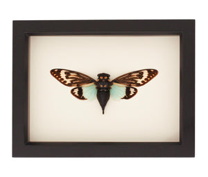 green cicada