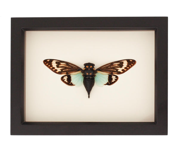 green cicada