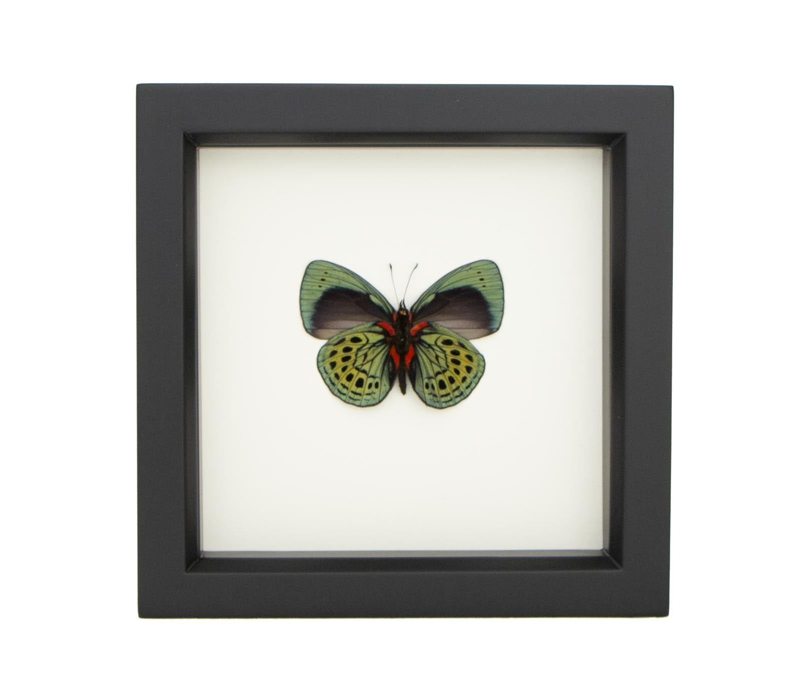 a charles darwin butterfly artwork