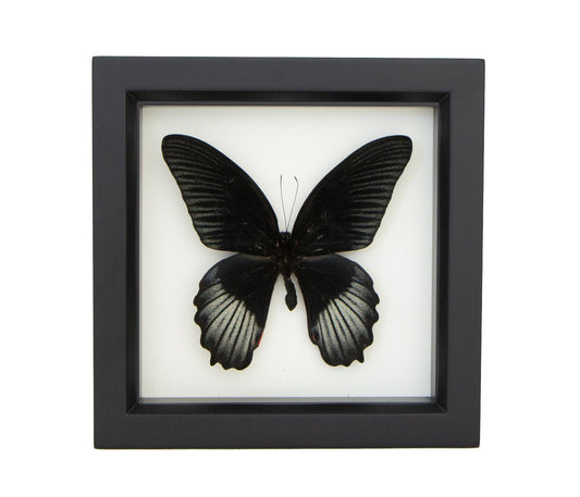 scarlet mormon butterfly