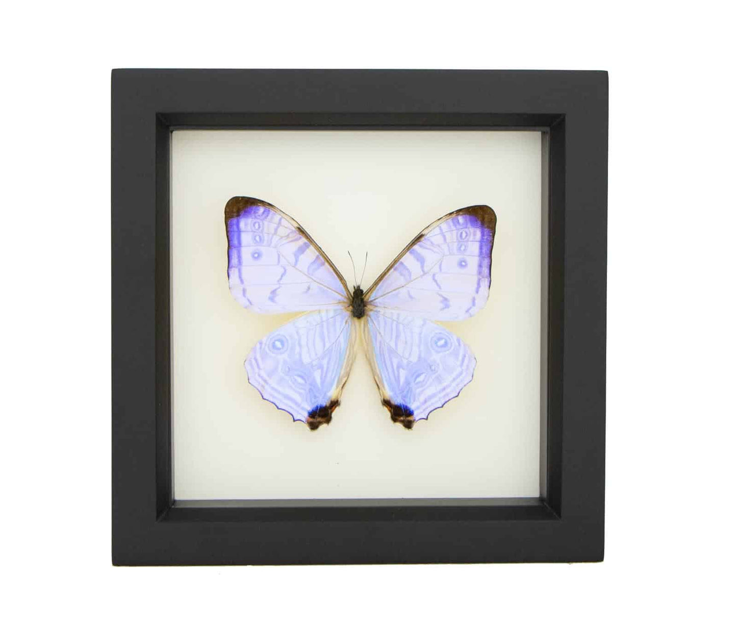 a pearl morpho butterfly artwork