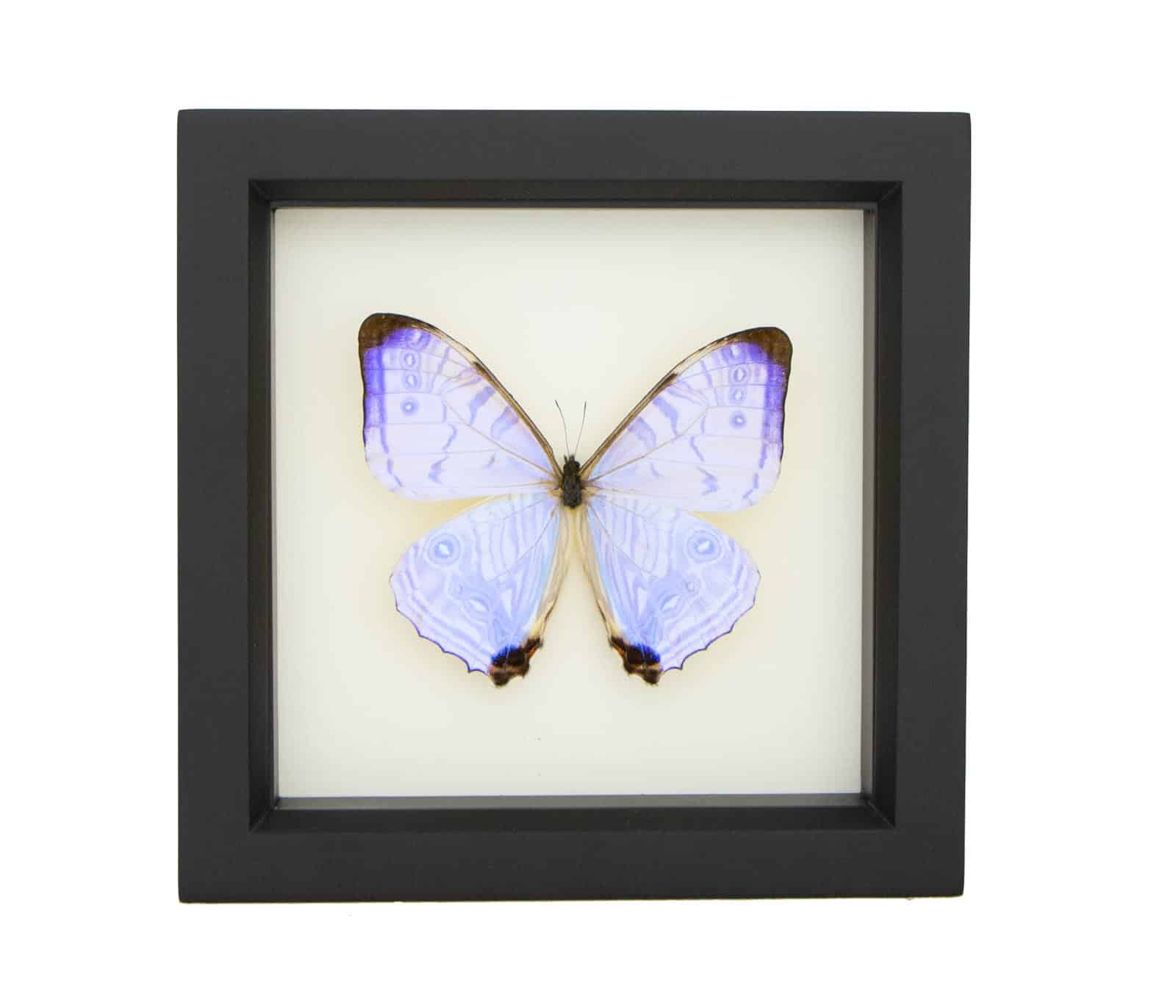 a pearl morpho butterfly artwork