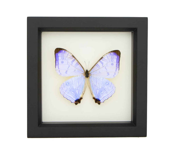pearl morpho butterfly