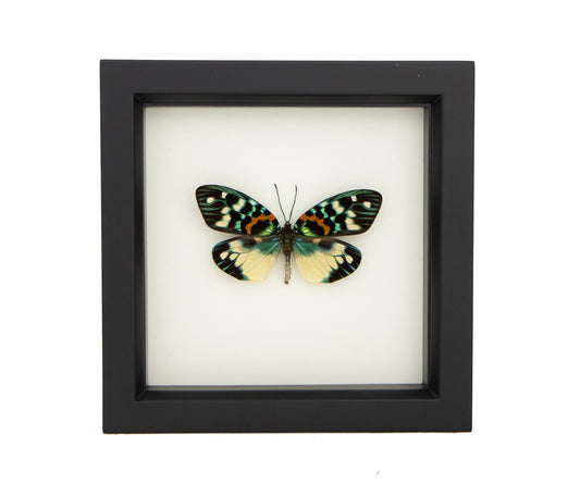 erasmia moth