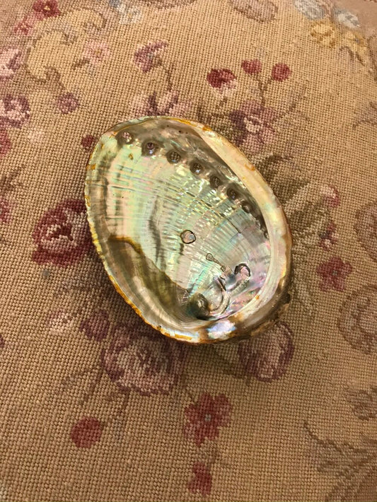 abalone shell