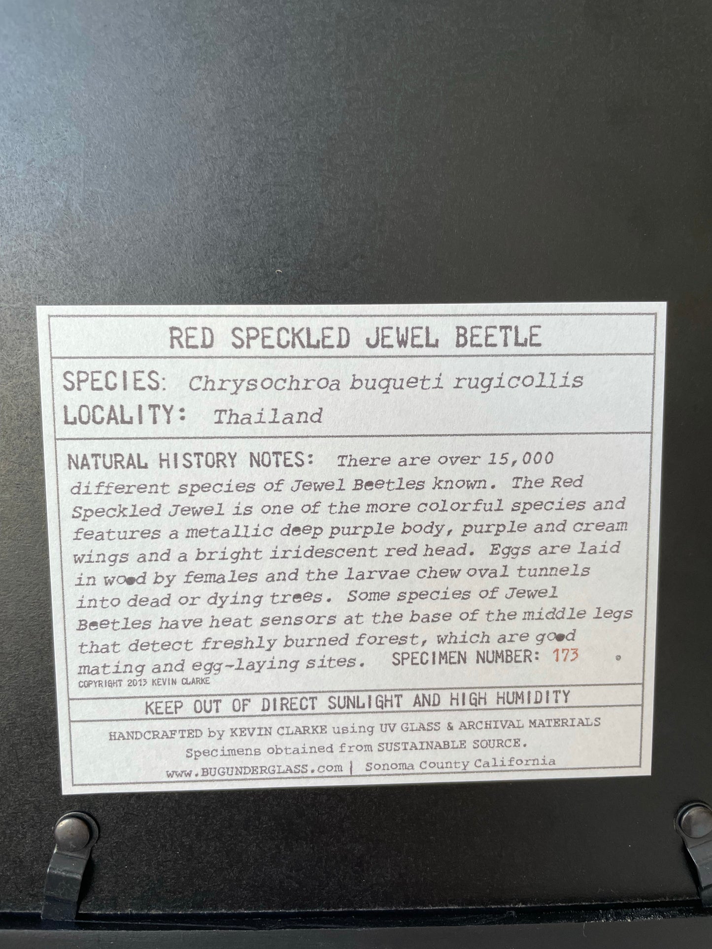 red speckled jewel beetle set