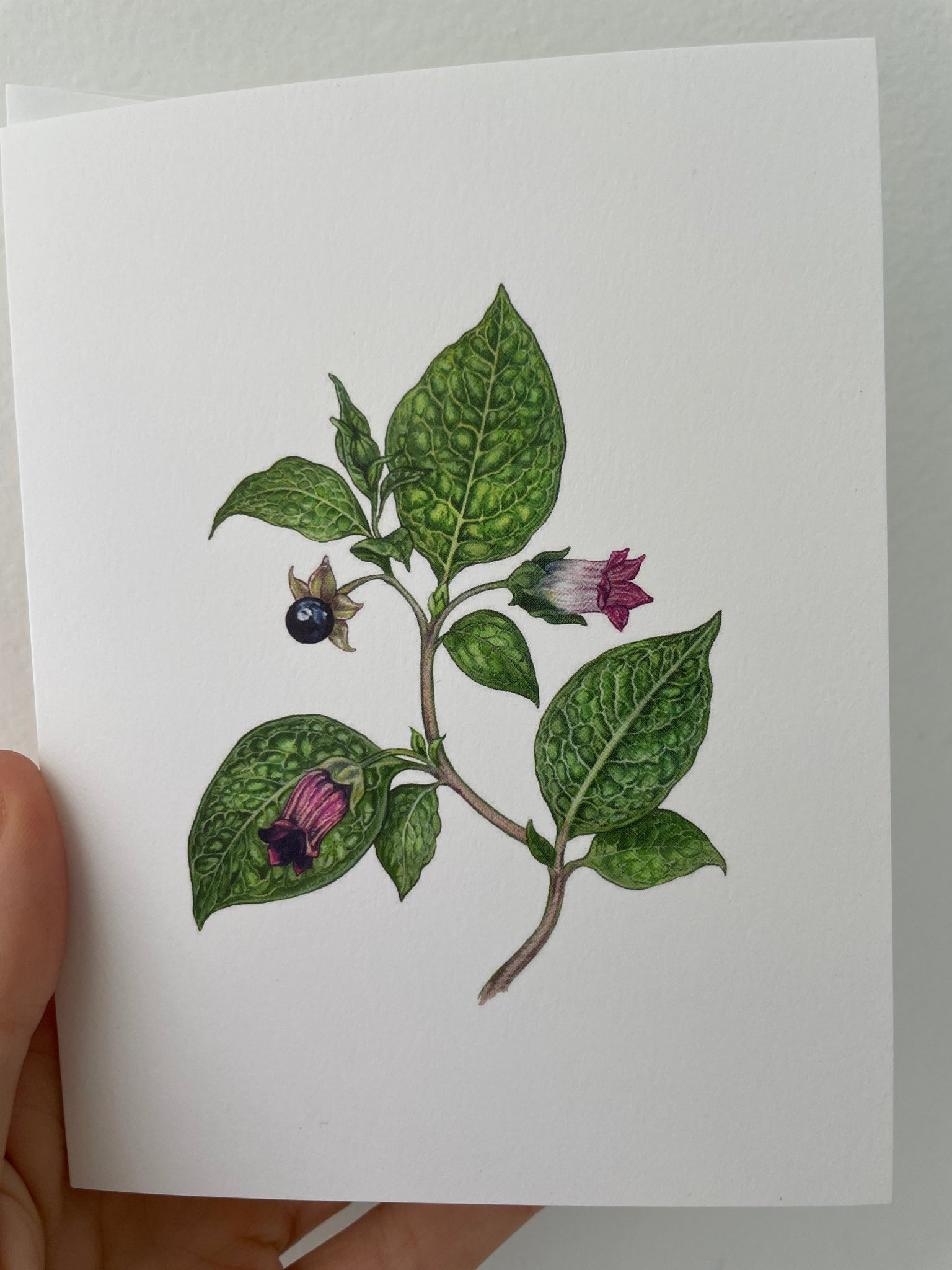 belladonna greeting card