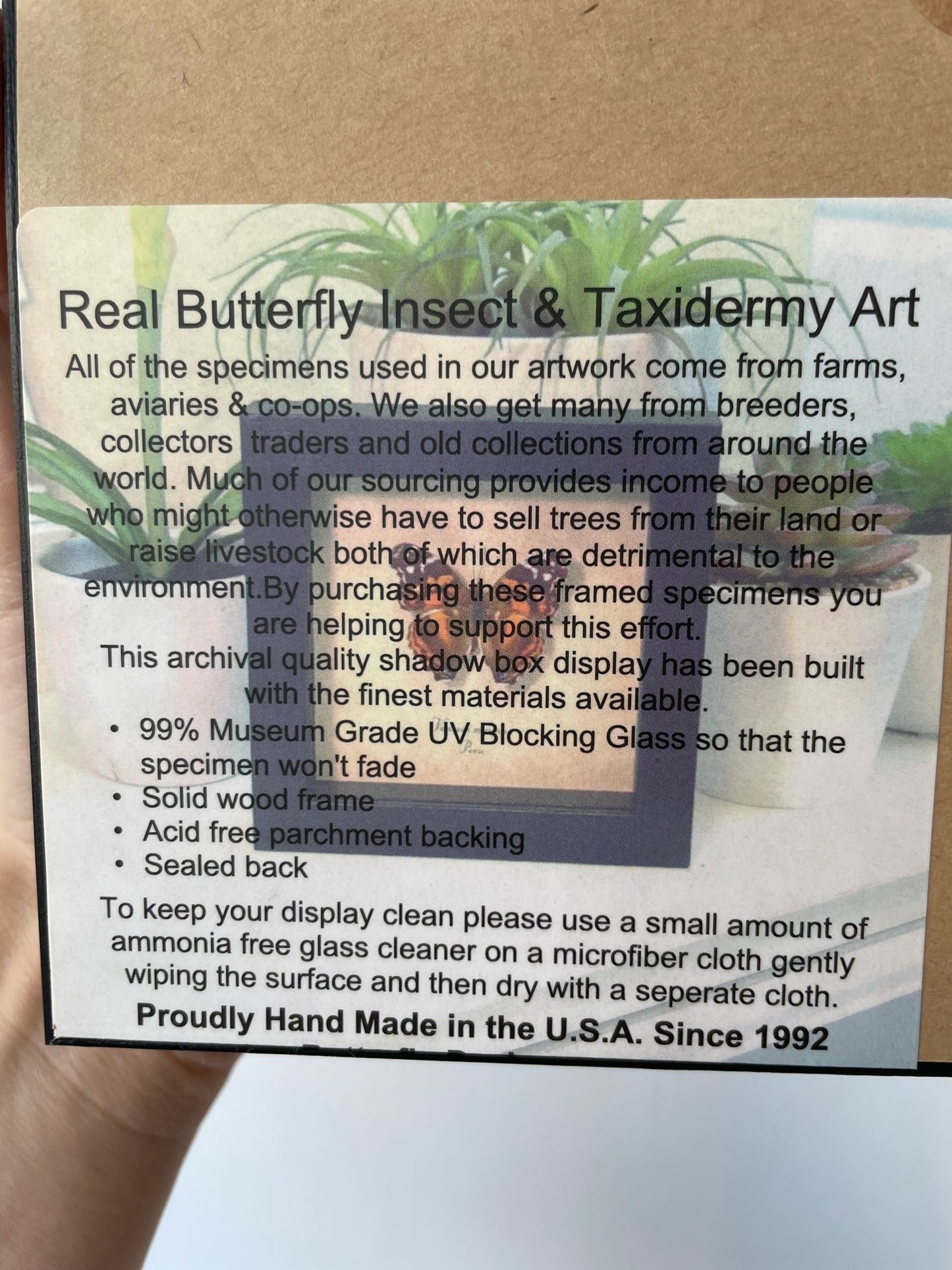 butterfly duo