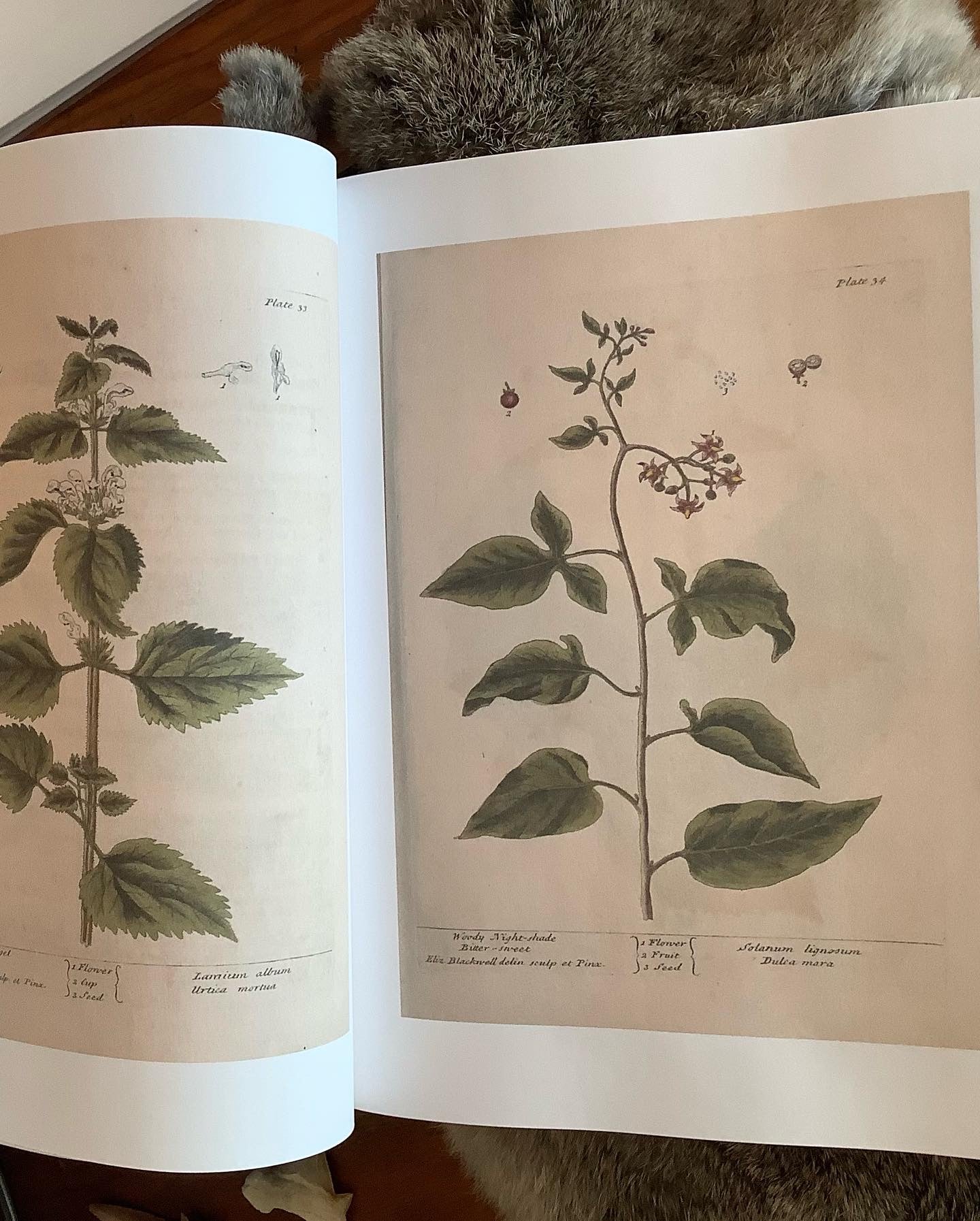 a curious herbal by elizabeth blackwell