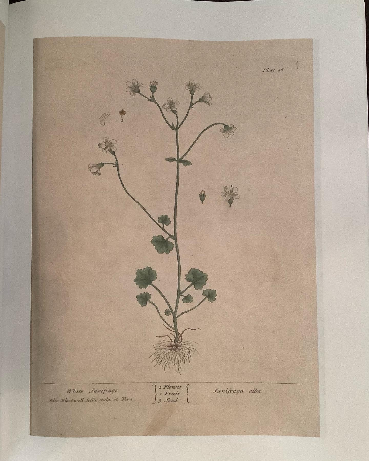 a curious herbal by elizabeth blackwell