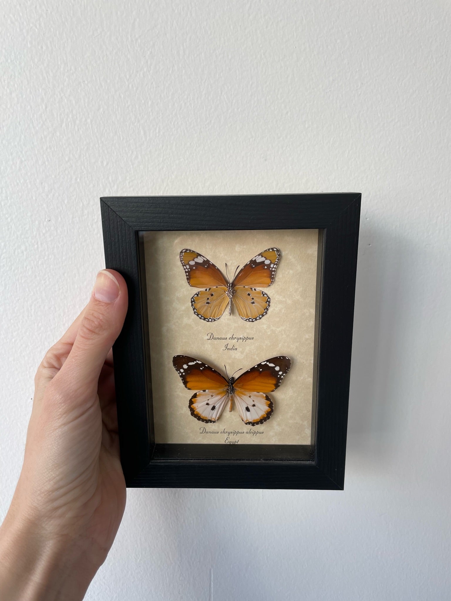 a butterfly duo artwork