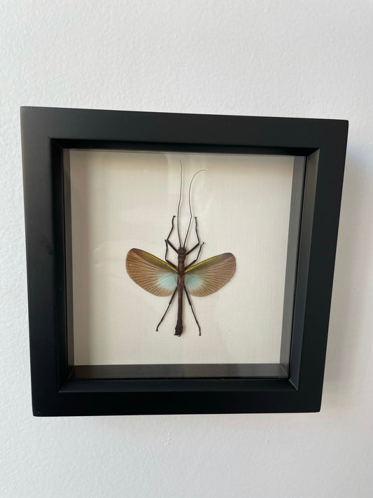 walking stick superba