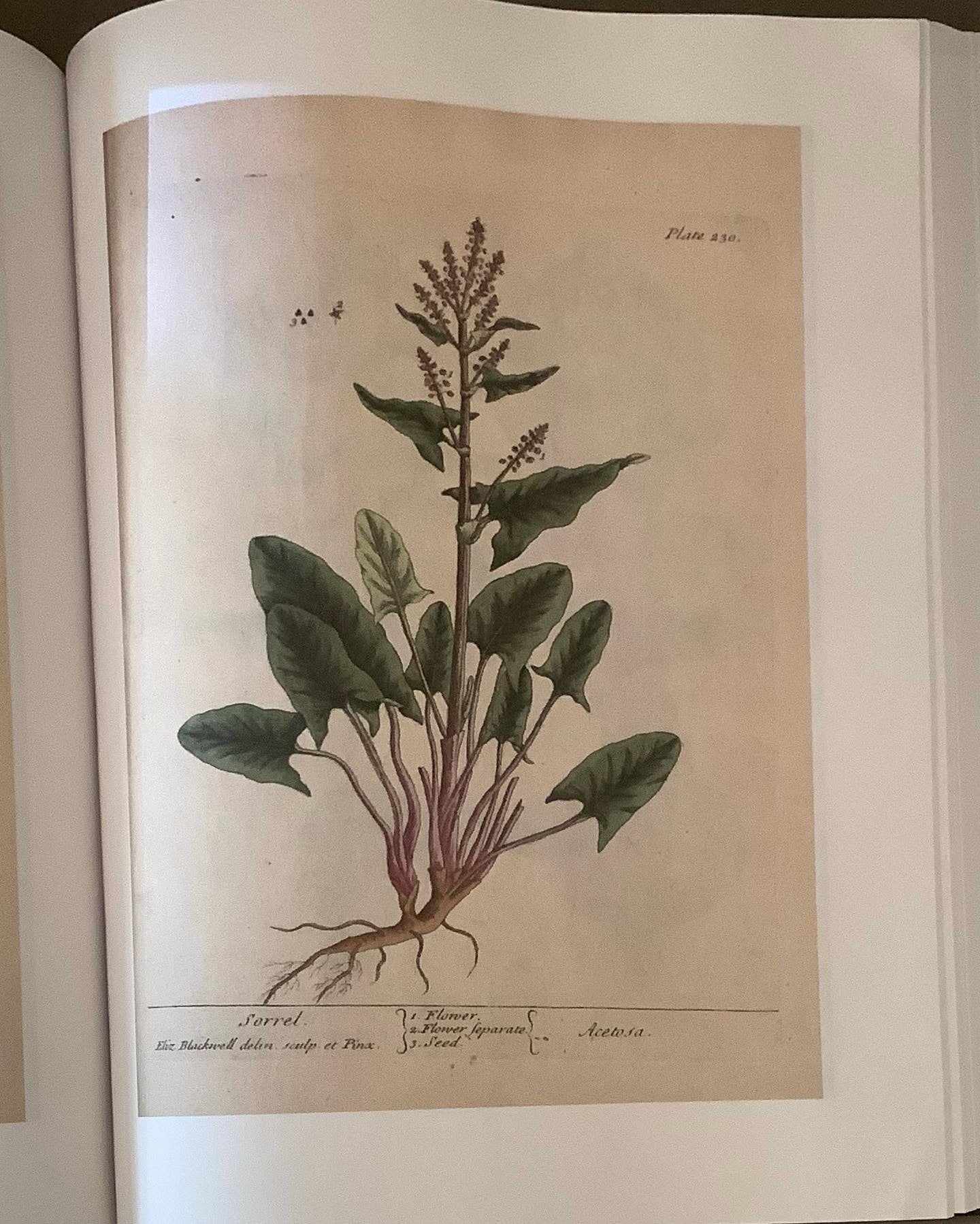 a curious herbal by elizabeth blackwell