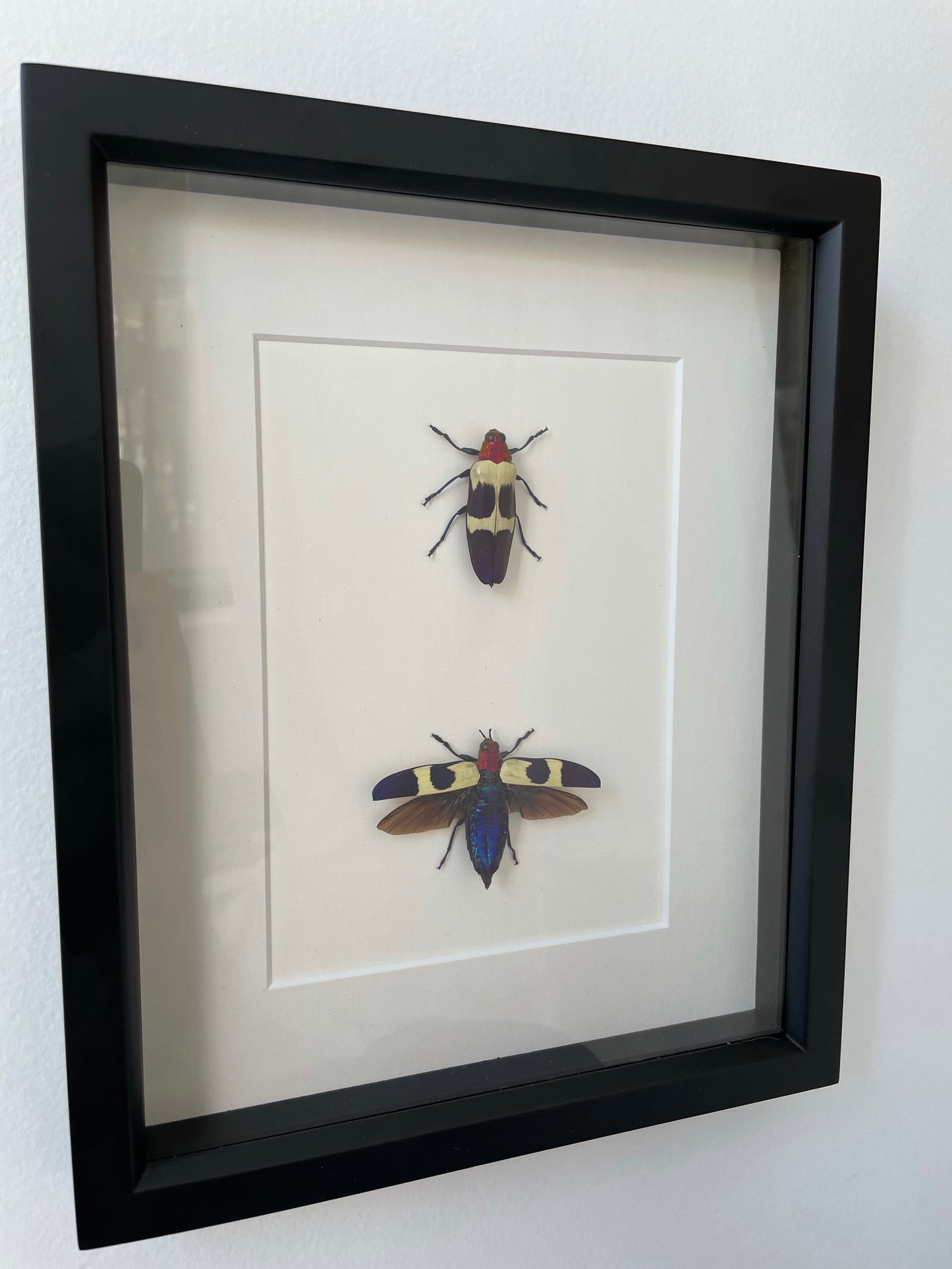 a red speckled jewel beetle set artwork